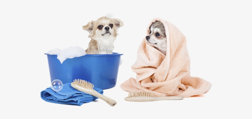 Additional Services - Puppy Grooming, transparent png download