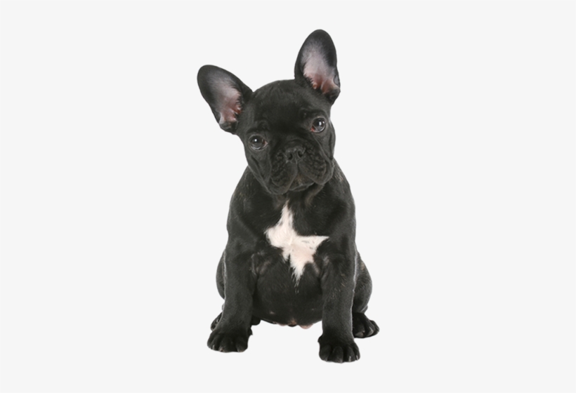 Bath Brush French Bulldog Puppy Png Transparent Png 262x480 Free Download On Nicepng