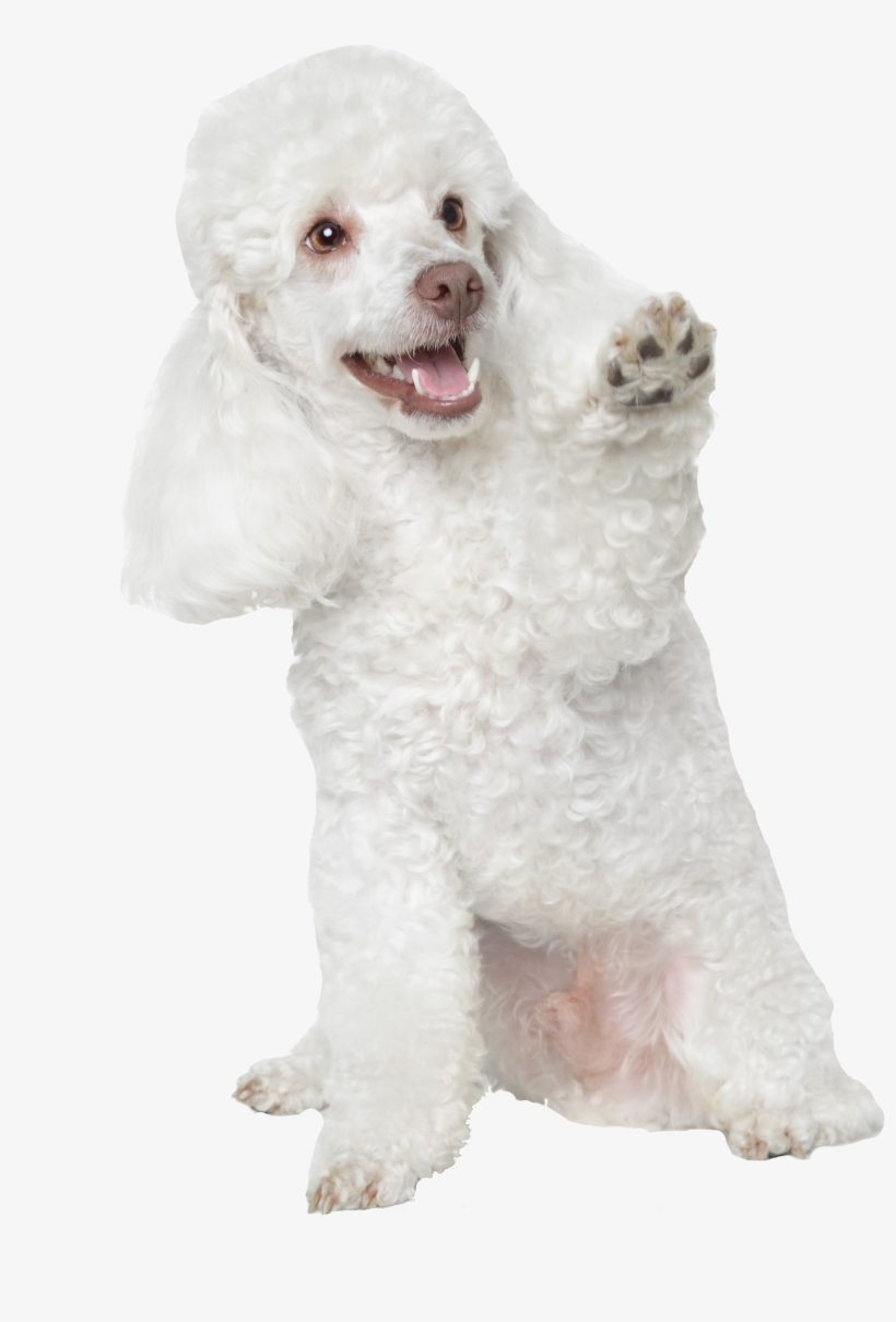 Pet Grooming K9 Clips & Kitty Cuts - White Toy Poodle - Greeting Cards (pk Of 10), transparent png download