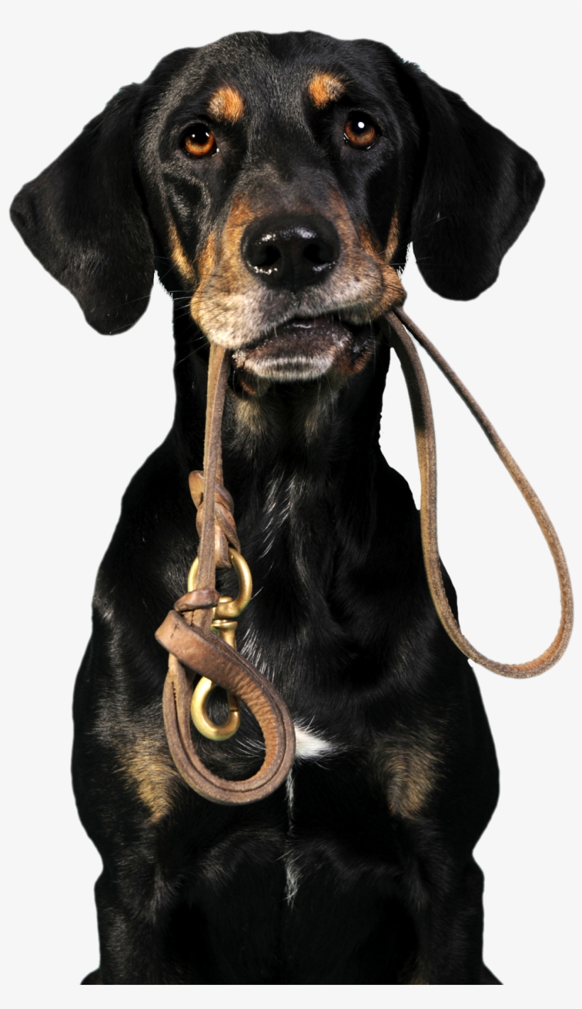 Starting @ $45 - National Walk Your Dog Week 2017, transparent png download
