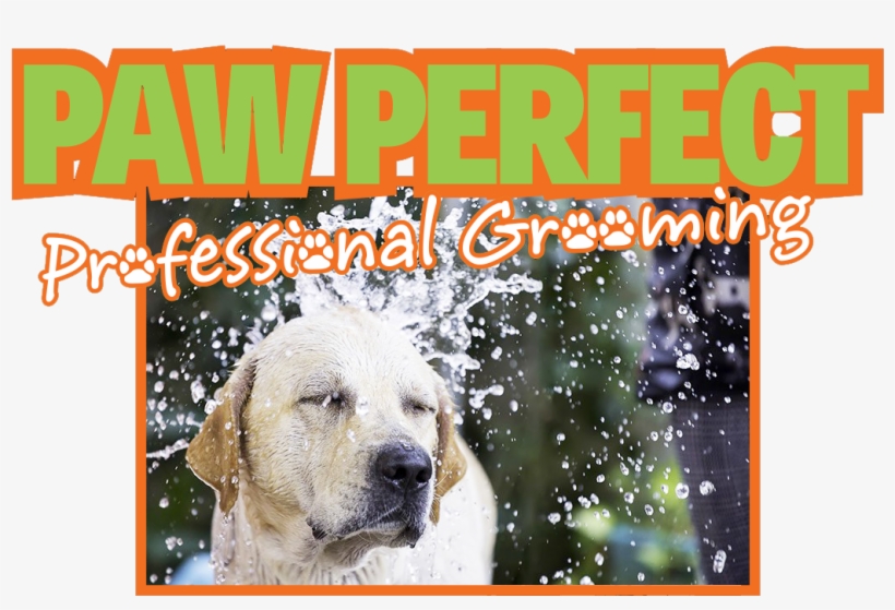 Grooming - Dog Grooming, transparent png download