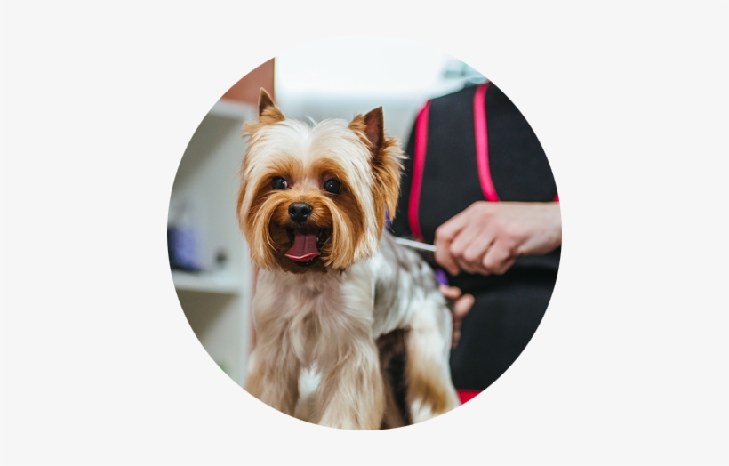 Southern California's Mobile Pet Salon - Dog Grooming Gaithersburg, transparent png download