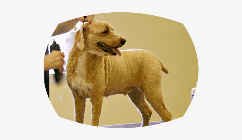 Gray Persian Cat On The Table For Grooming - The Pooch Palace Llc, transparent png download