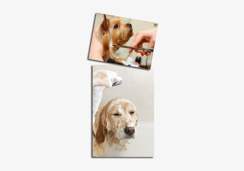 Dog Day Afternoon Grooming - Ultimate Dog Grooming By Eileen Geeson, transparent png download