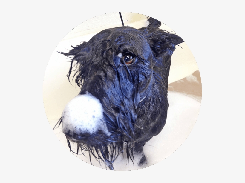 Dog Getting A Bath - Dog, transparent png download