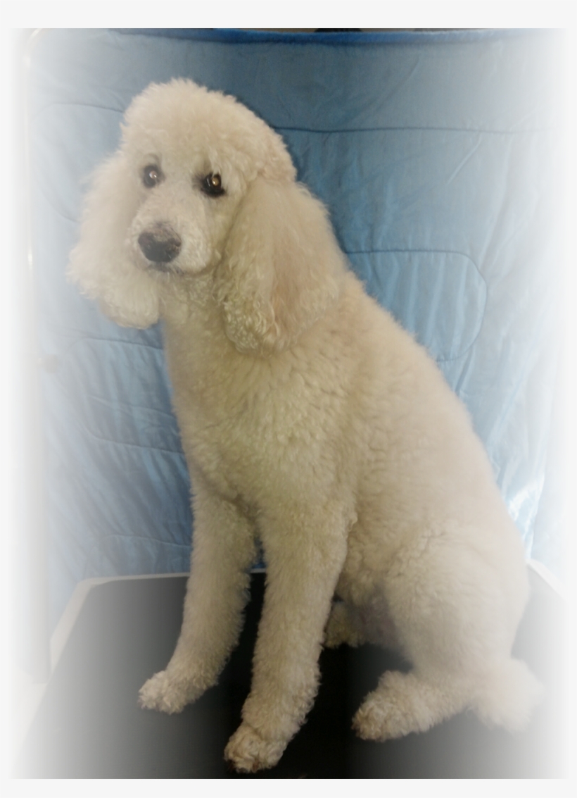 Dog Grooming In St Louis Before Photo - St. Louis, transparent png download