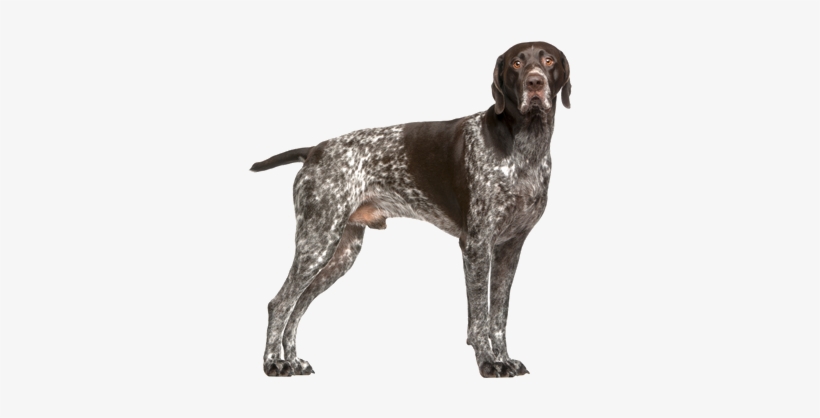 Billings Gun Dog Training - German Shorthaired Pointer Training Guide German Shorthaired, transparent png download
