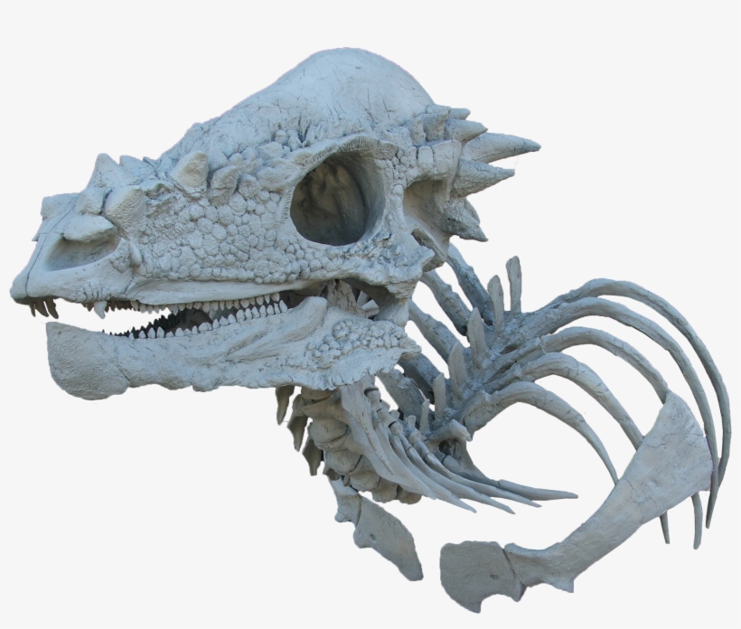 Unpainted Pachycephalosaur Skull And Skeleton Bust - Pachycephalosaurus Skeleton, transparent png download