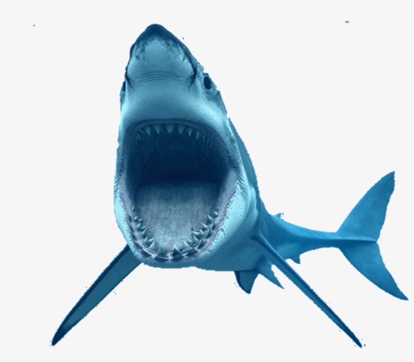 California Coastal Marine Life, transparent png download