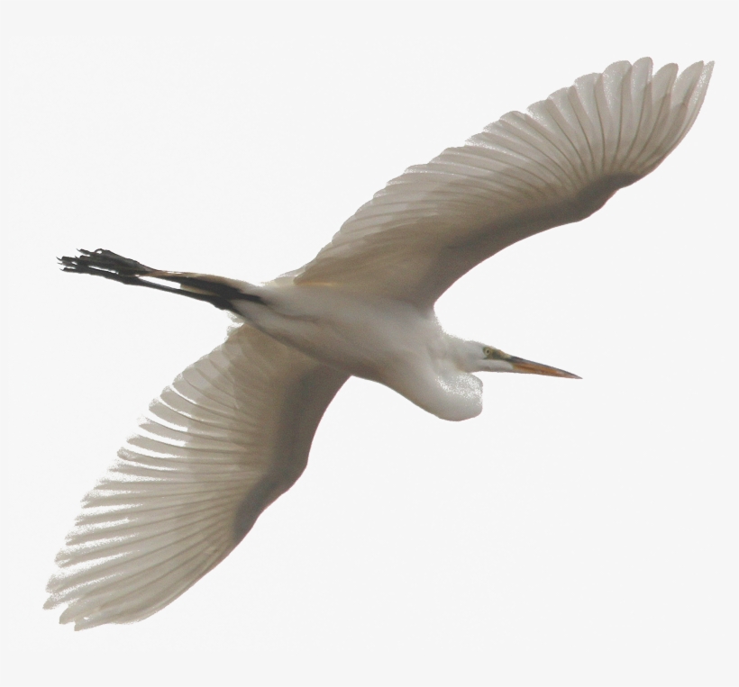 Seabird, transparent png download