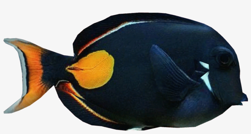 Achillestangdd - Coral Reef Fish, transparent png download