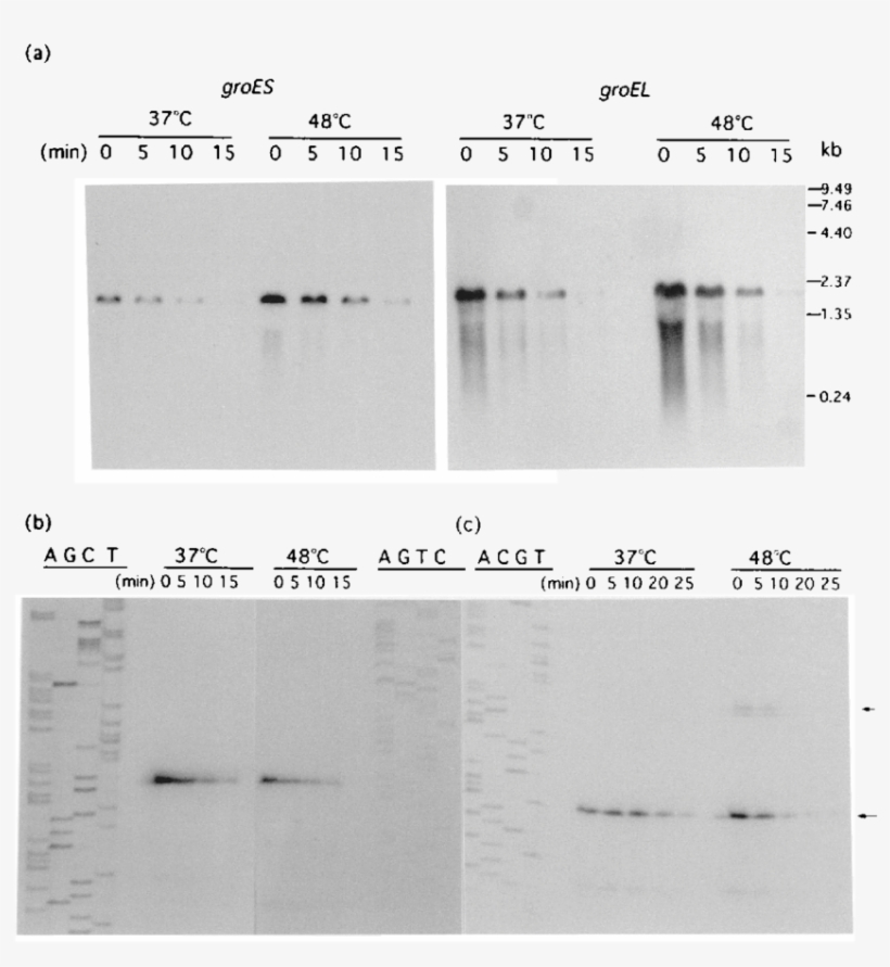 Half Life Of Groe Mrna - Monochrome, transparent png download