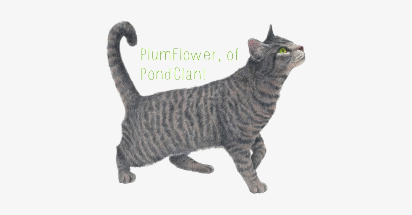 Grey-cat - Transparent Grey Cat, transparent png download