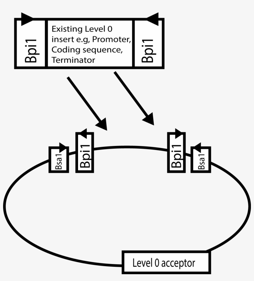 Level 0 Parts Consist Of Sequences With Standard Overhangs - Diagram, transparent png download