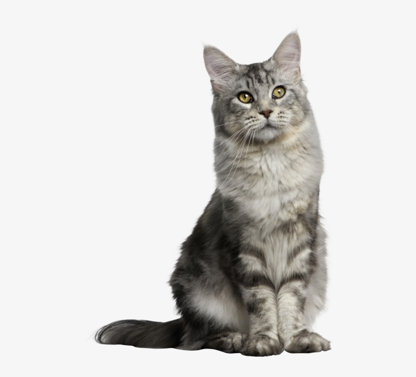 Gray Long Hair Cat - Anatomy And Physiology For Veterinary Technicians And, transparent png download