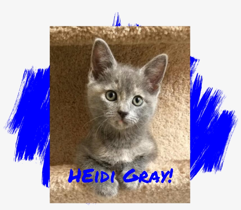 Gray Cat - Blue Paws, transparent png download