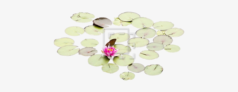 Lily Pads With One Rose - Artificial Flower, transparent png download