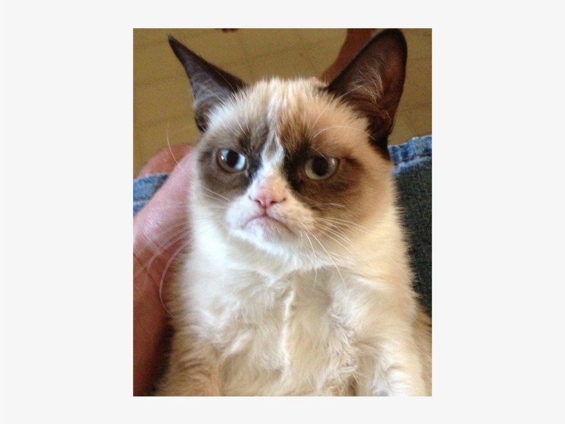 How To Transform Your Lovely Pet Into A Grumpy Pet - Kim Jong Un Cat, transparent png download