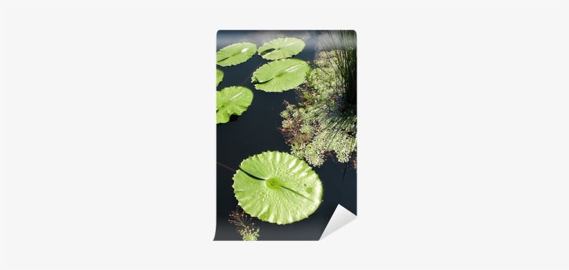 Water, transparent png download