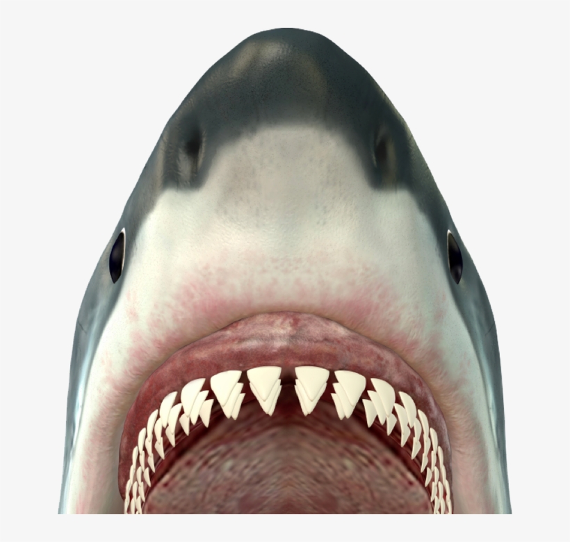 Revise & Edit - Teeth Of A Bull Shark, transparent png download