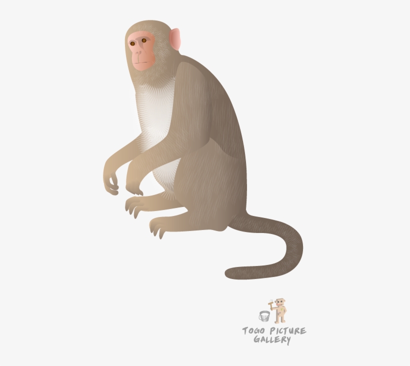 Rhesus Monkey - Rhesus Monkey Cartoon, transparent png download