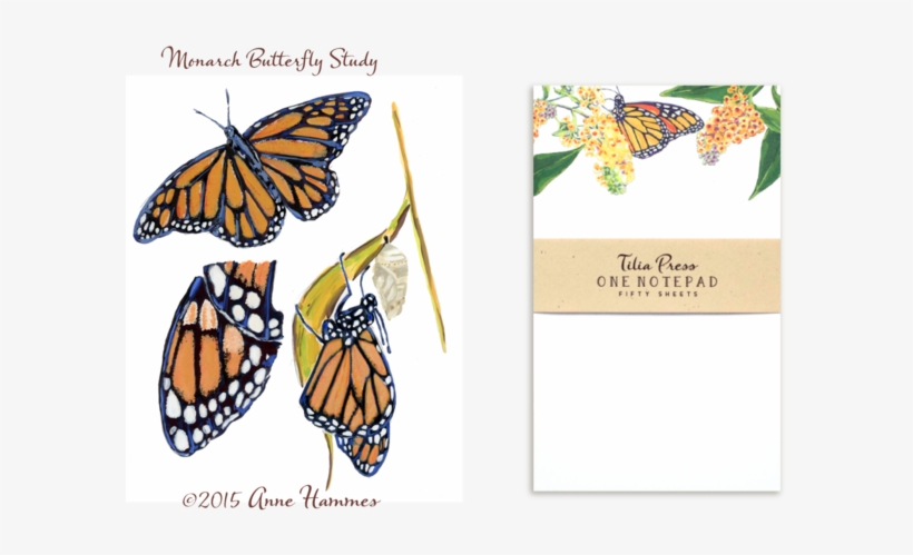 This Photo Is Of The Native, Common Milkweed That I - Monarch Butterfly, transparent png download