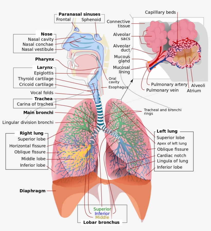 Respiratory System Complete En - Respiratory System Diagram, transparent png download
