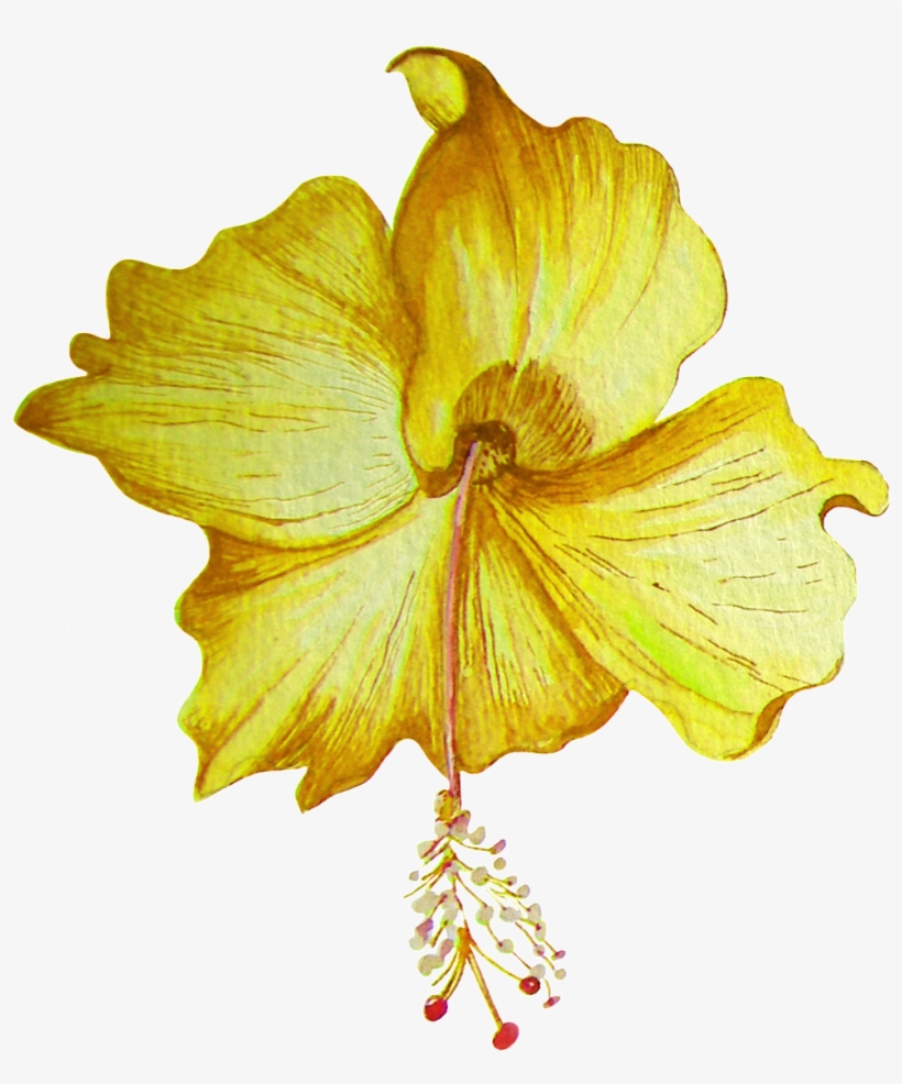 Hand Painted Golden Hibiscus Flower Transparent Png - 扶桑 花 免費 Png, transparent png download