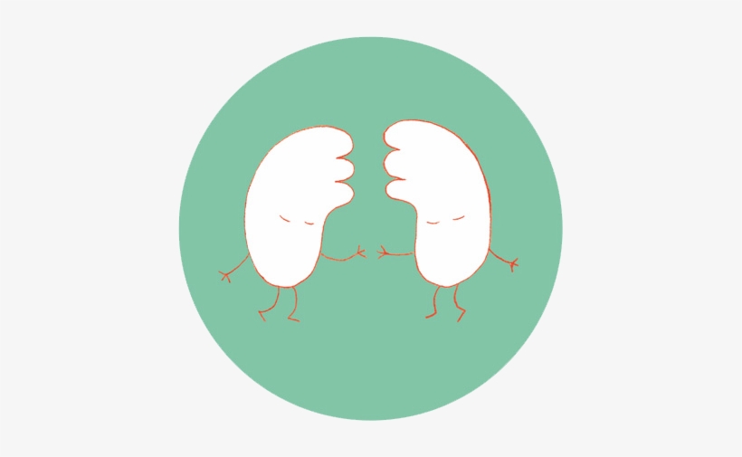Nicola Caroli - Cartoon Gif Of Lungs, transparent png download