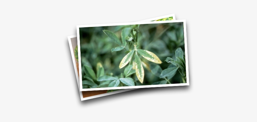 Efficient Fertilizer Use Guide Potassium - Body Ache, transparent png download