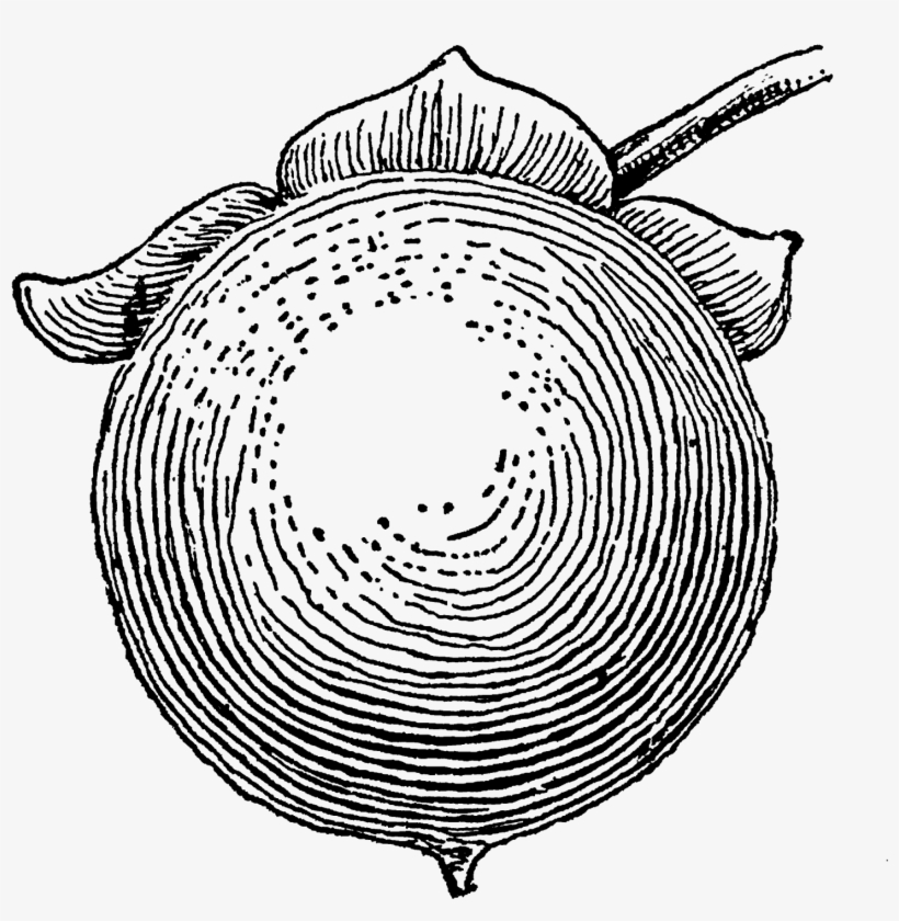 I Love The Rustic Style Of This Old Fruit Art - Drawing, transparent png download