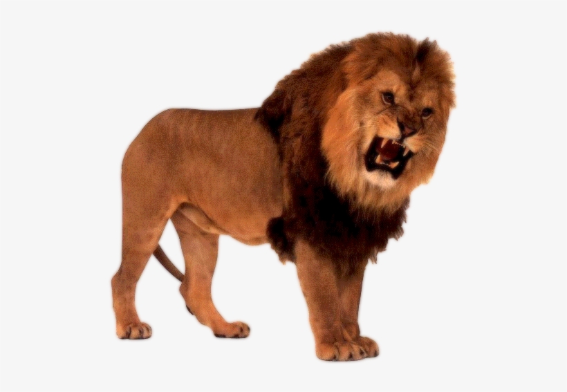 1360 Render Lion5gf - Eyewitness Books Cats, transparent png download