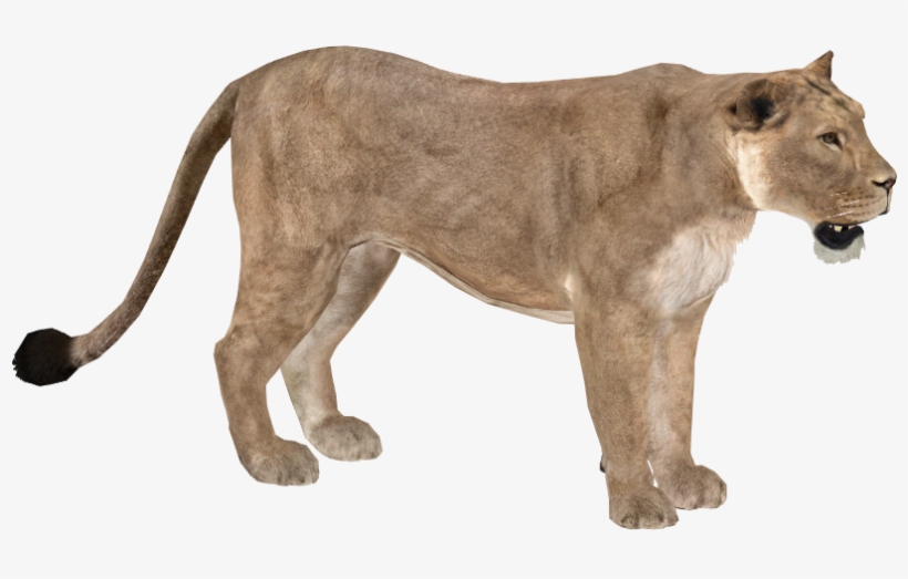Asiatic Lion - Wiki, transparent png download