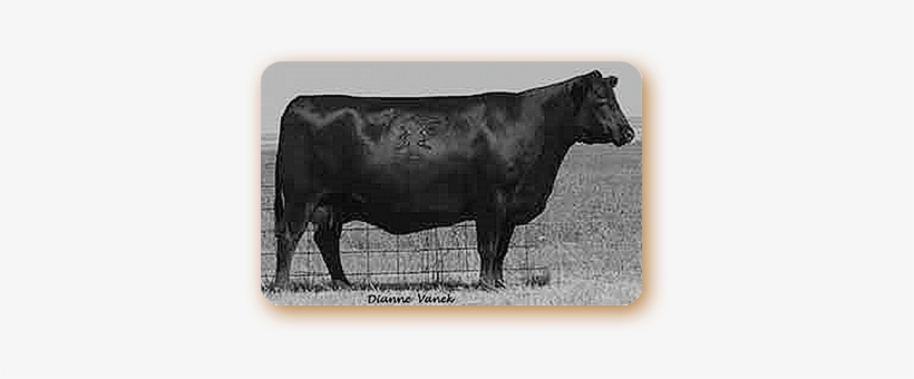 Basin Enchantress - Dairy Cow, transparent png download