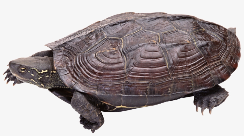 Download - Turtle, transparent png download