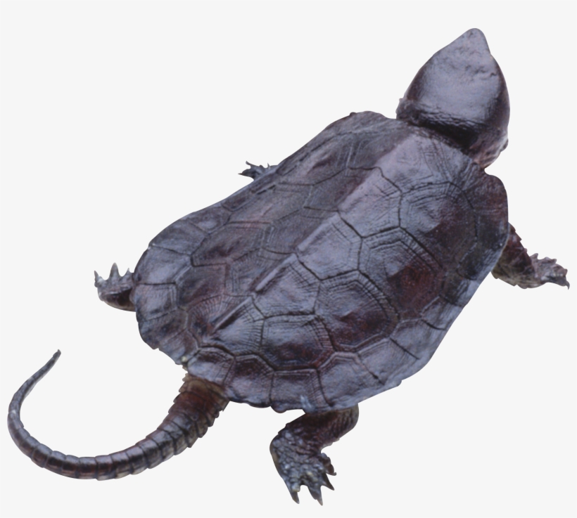 Go To Image - Черепаха, transparent png download