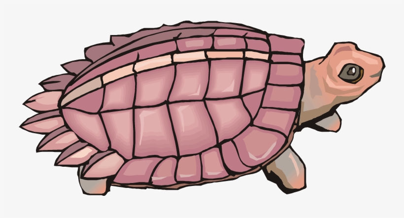 Turtle - Tortoise, transparent png download