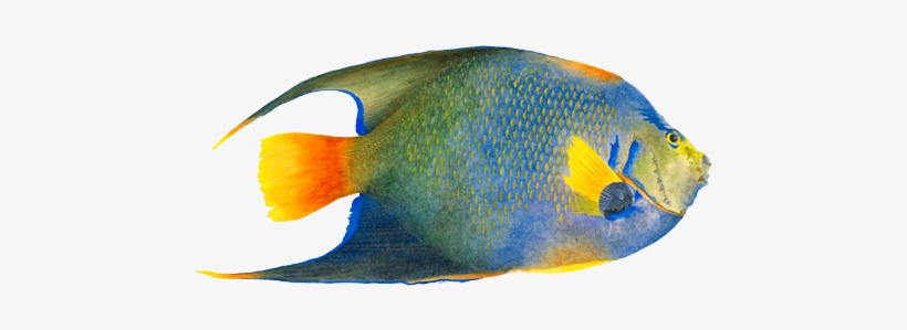 Angelfish Png Image - Angelfish Png, transparent png download