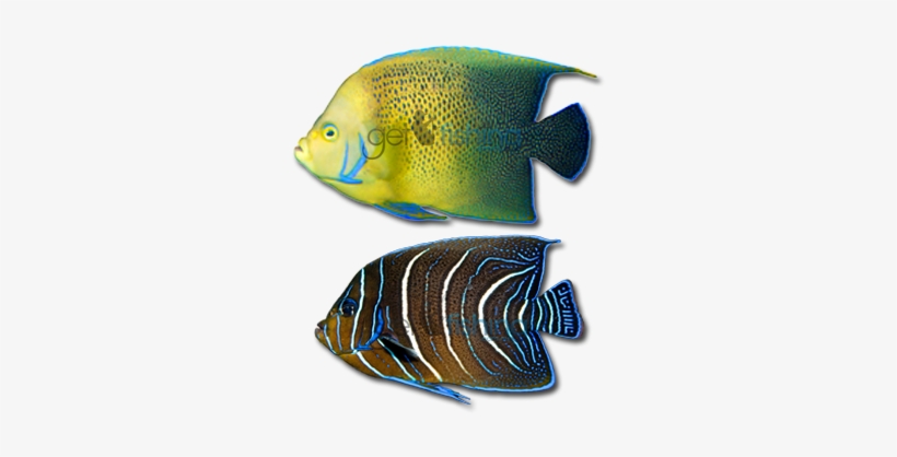 Blue Angelfish - Bermuda Blue Angelfish, transparent png download