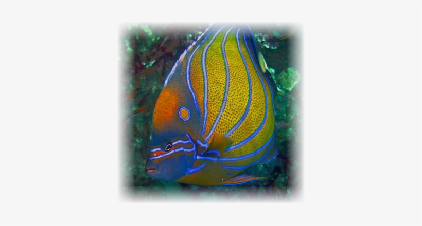Annularis Angelfish - - Emperor Angelfish, transparent png download