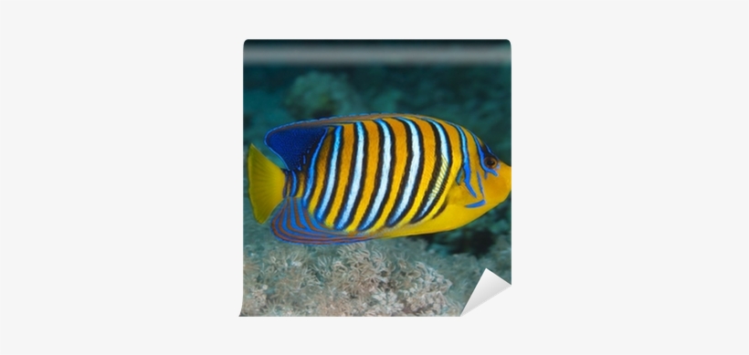 Regal Angelfish, transparent png download