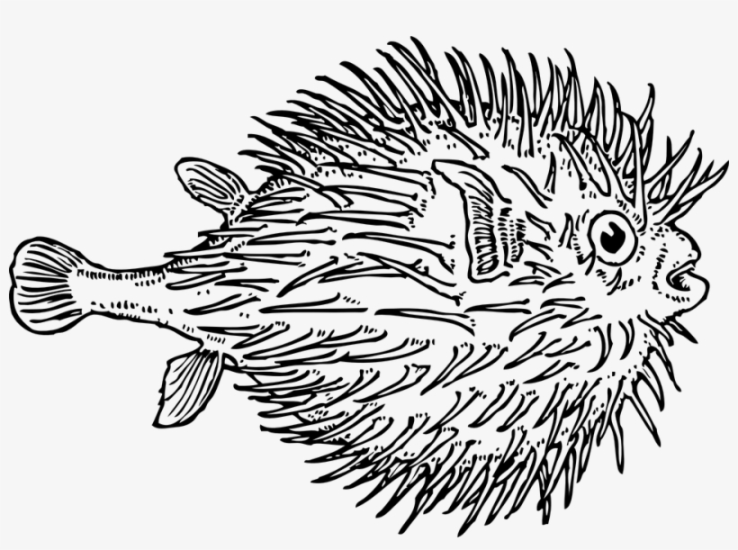 Marine Fish Clipart Puffer Fish - Free Clipart Puffer Fish, transparent png download