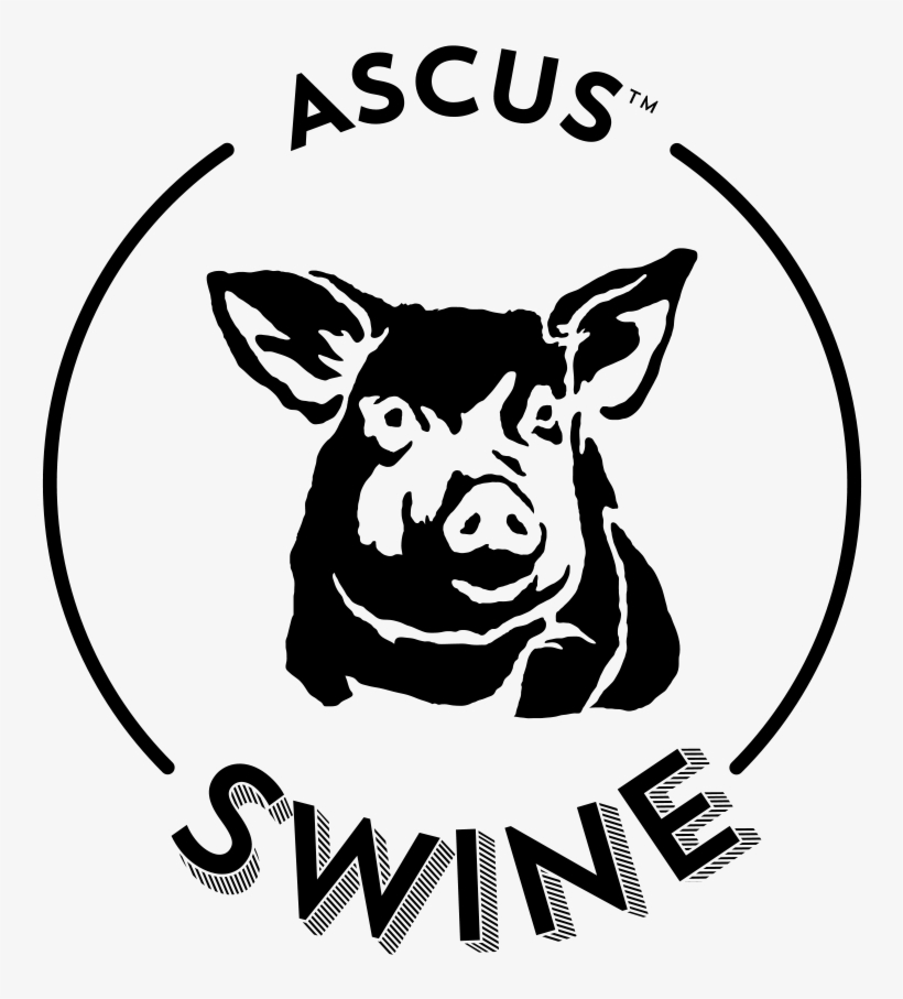 Ascus™ Swine, transparent png download