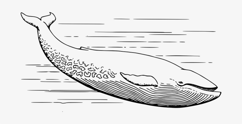 Fish White Marine Life Water Ocean Sea Aqu - Whale Black And White, transparent png download