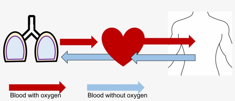 Circulation, transparent png download