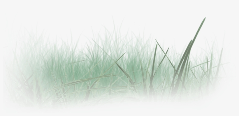 Wir Schulden Der Natur Allergrößten Respekt - Sweet Grass, transparent png download