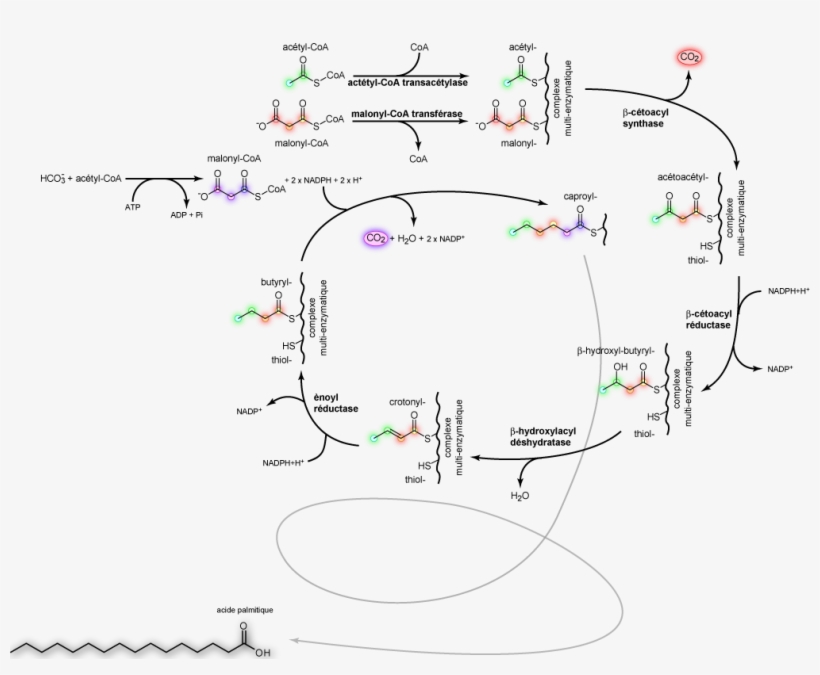 Palmitic Acid Synthesis Fr - Palmitic Acid Synthesis, transparent png download