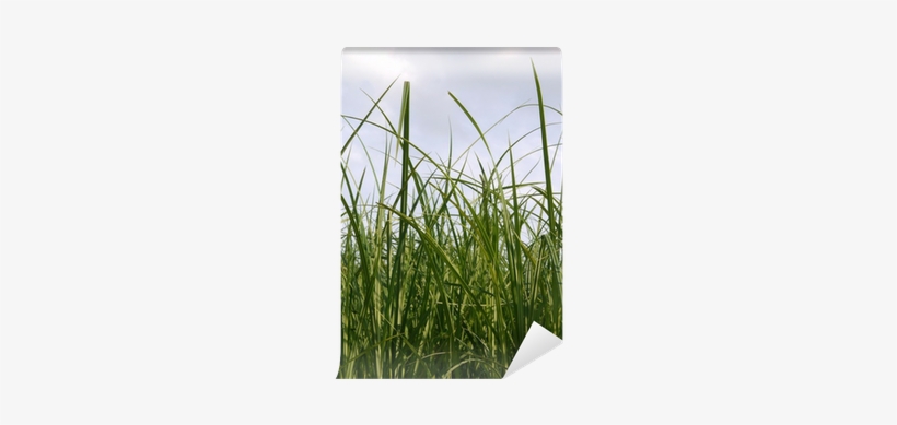 Grass, transparent png download