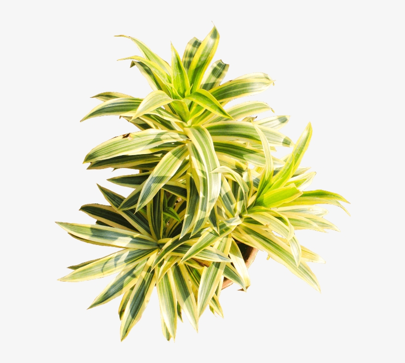 If You Like This Template And Want To Use Them, Please - Houseplant, transparent png download