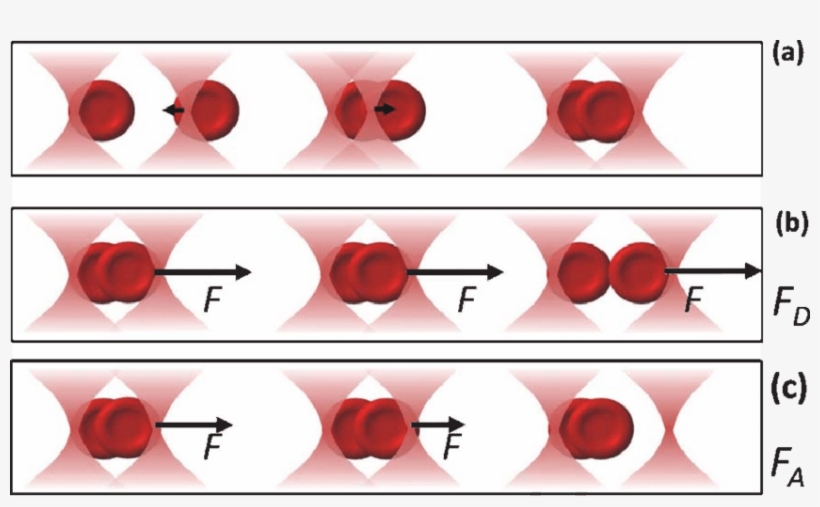 Illustration Of The Measurement Procedure Of The Red, transparent png download